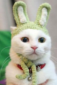 Ирина Егина Клон Зс