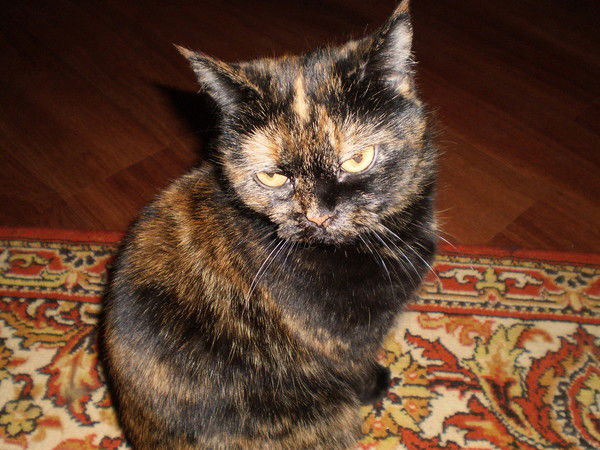 Эллина Гайчеко