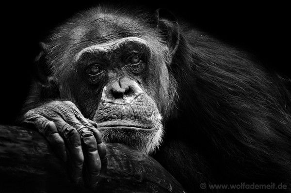 Роберт Бунатиан