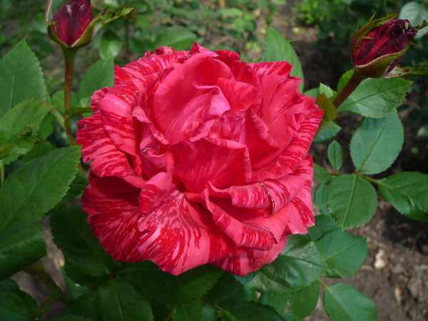 Галина Жердева