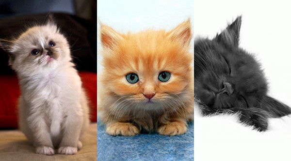 Екатерина Балакина