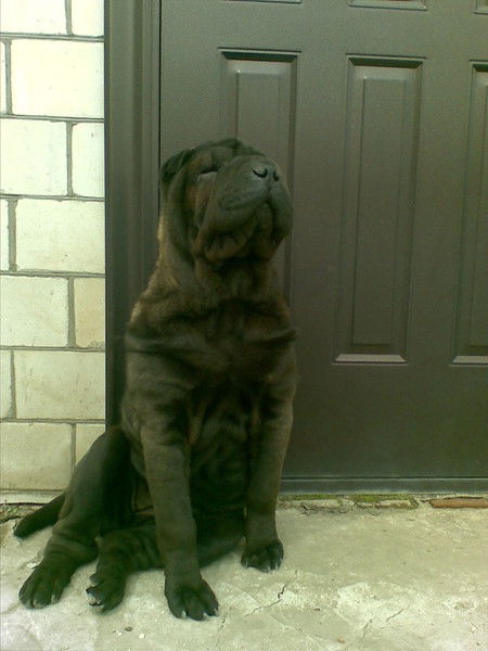 Евгений Журба