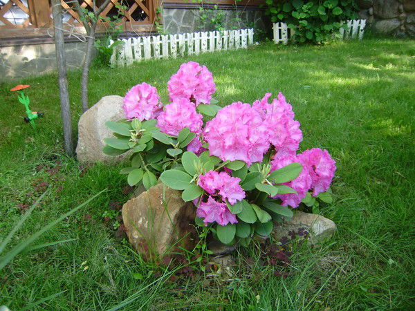 Оксана Ларина