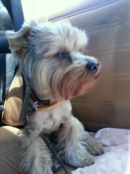 Светлана Вишневская