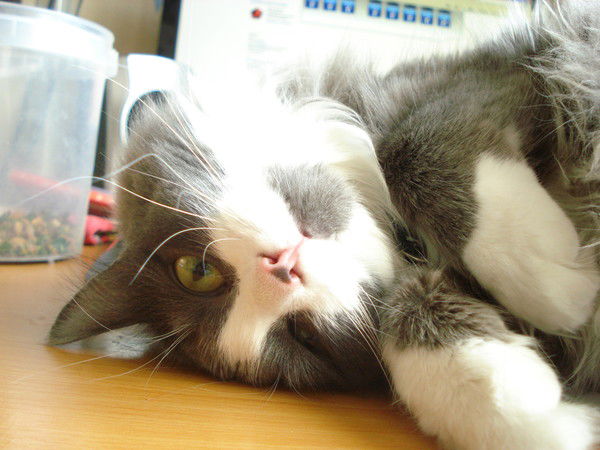 Наталья Куцева