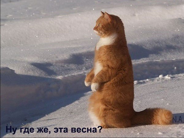 Cаша Башмачников