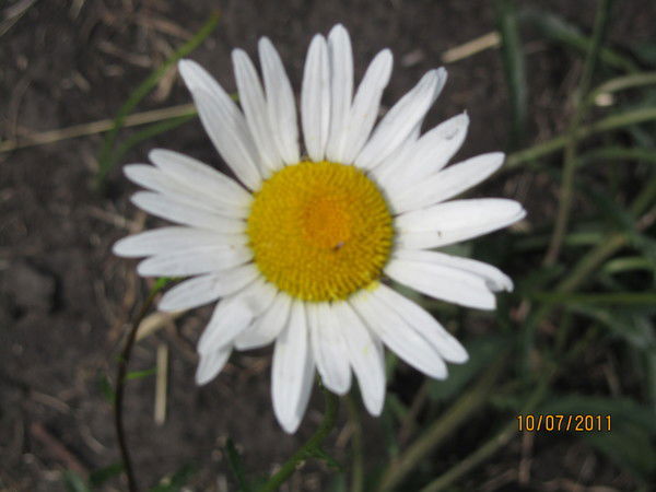 Анна Богданова