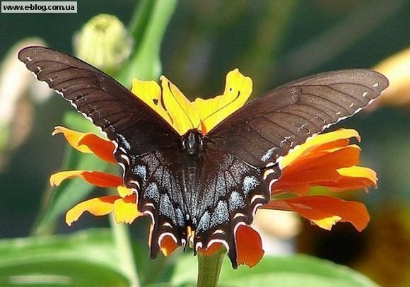 Ирина Галаян