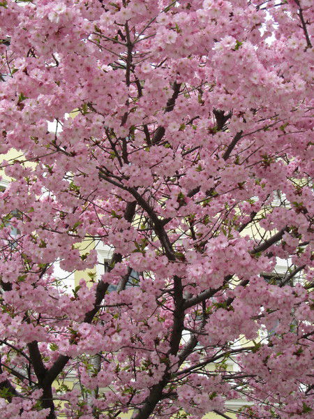 Елена Васютина