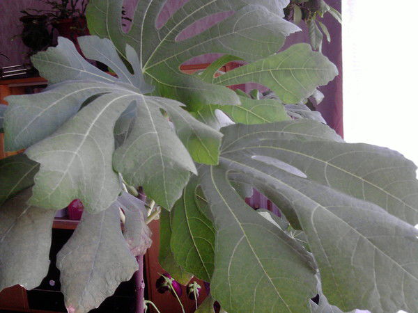 Кузнецова Надежда