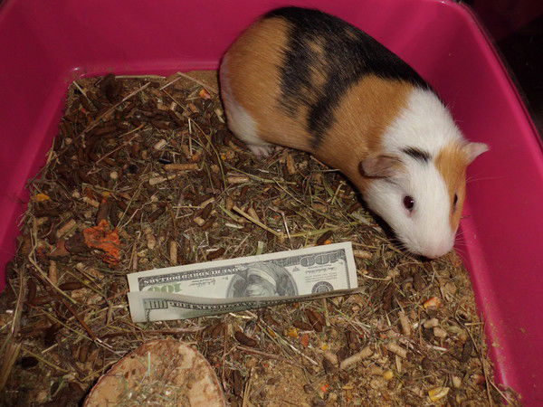 Альбина Ахмерова