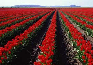 Асылкан Атабекова