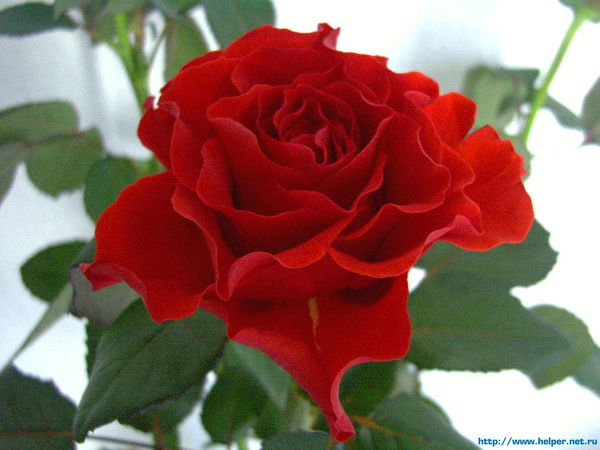 Наталья Распопова