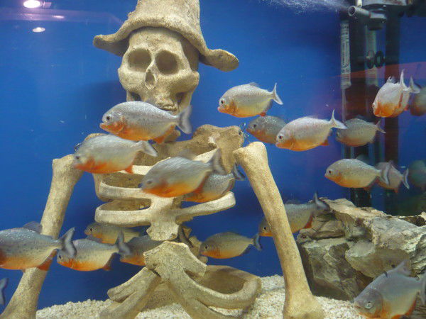 Сергей Никитин