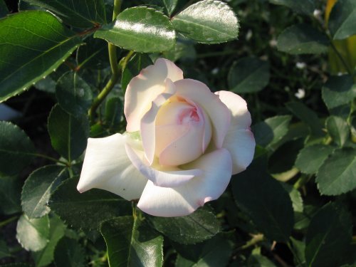 Антанас Лавринчук