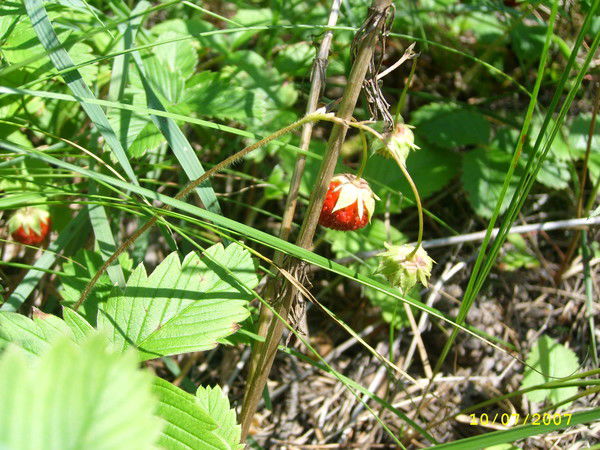 Наталья Рогалёва