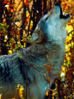 Нурия Халитова(Мергалиева)