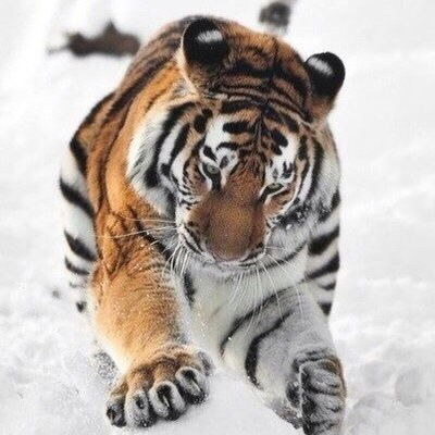 Сауле Кабаева