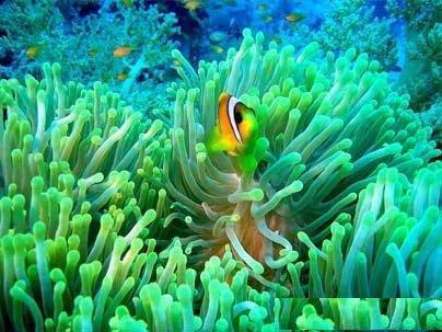 Нейла Ибраева