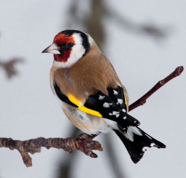 Елена Ильина(Гуринович)