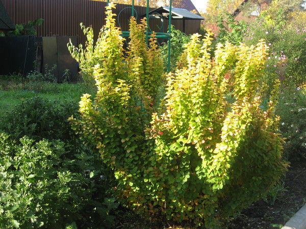 Сергей Ашнин