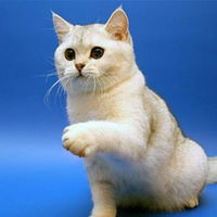 Алексей Сивка