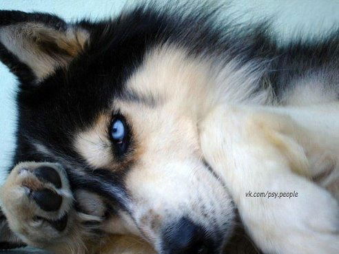 Ольга Бедаева