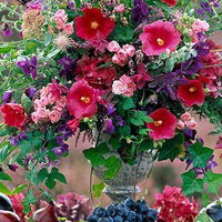 Валенсия Аль-Мати