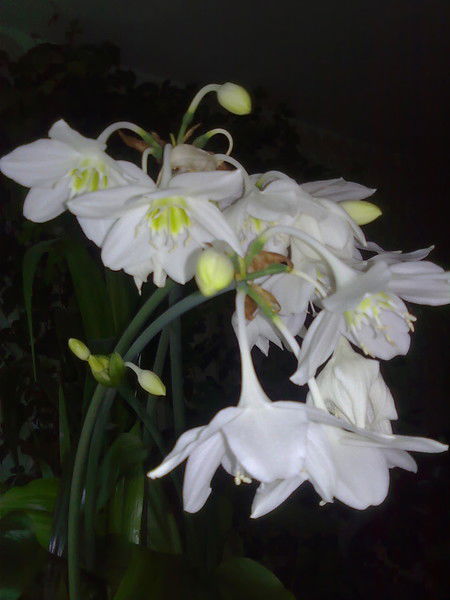 Лариса Лебедева