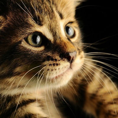 Алина Абдрахимова