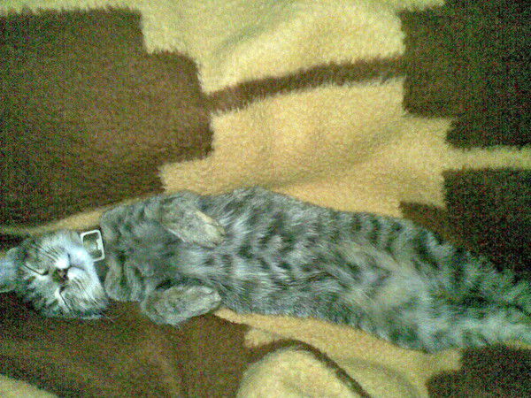 Наталья Зарочинцева