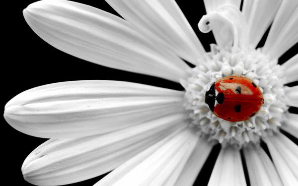 Айман Акаева