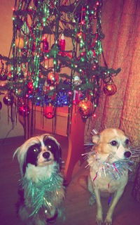 Елена Аширова