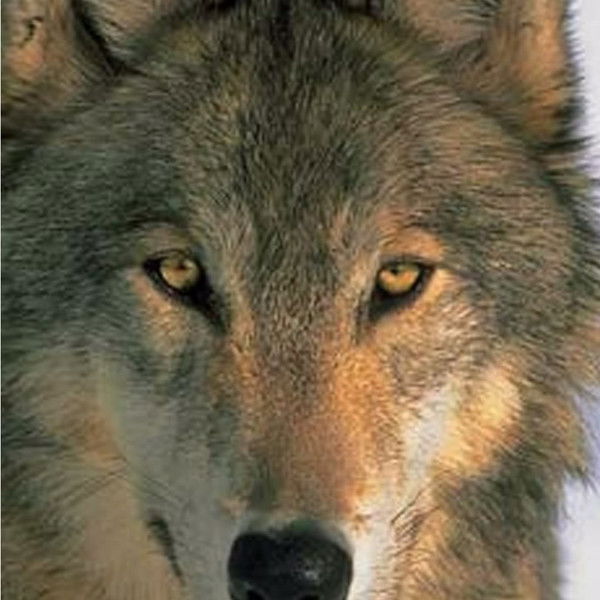 Виктор Витя