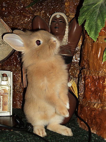 Маркочань Юрий