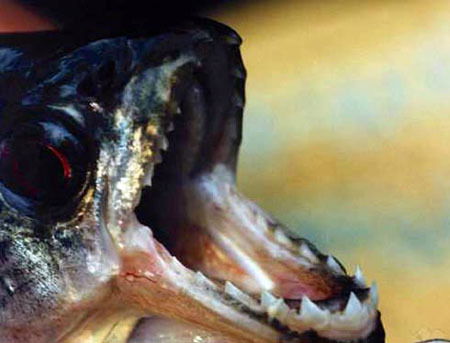 Елена Терентьева