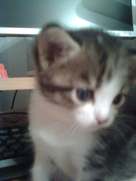 Катя Решетько