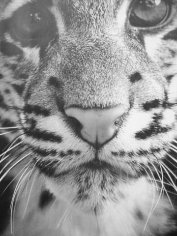 Дарья Георгиади