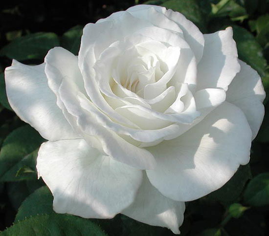 Ирина Владимировна