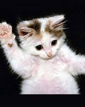 Алексей Тен