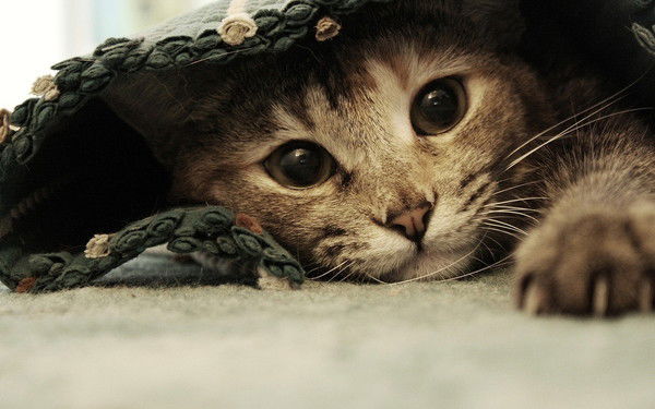 Евгения Семенова