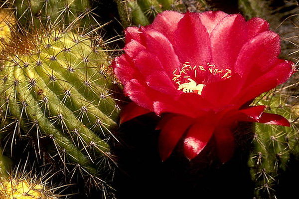 Ирина Дьячкова