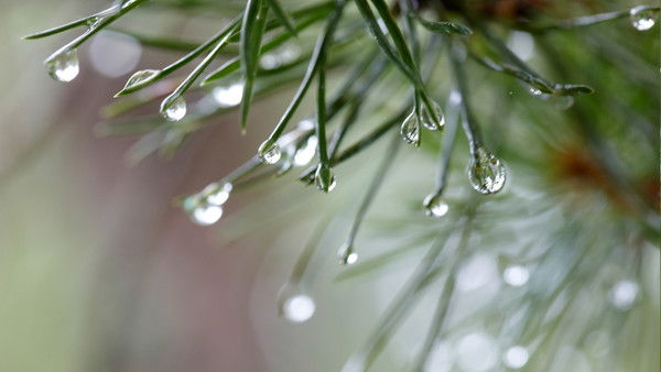 Жанара Джумагельдинова