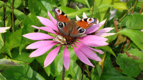 Наталья Ким-Ермолаева