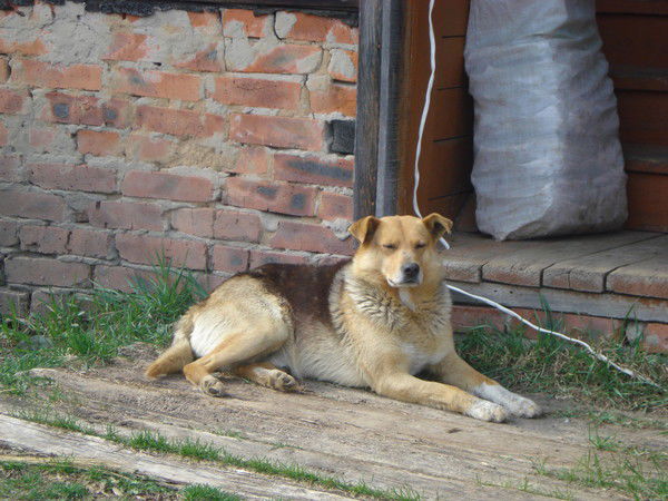 Сергей Науменко