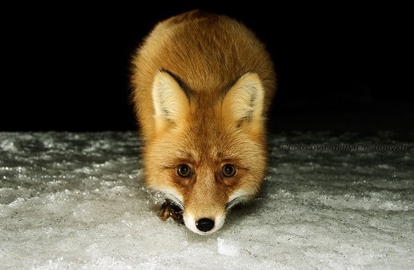 Светлана Алексеева