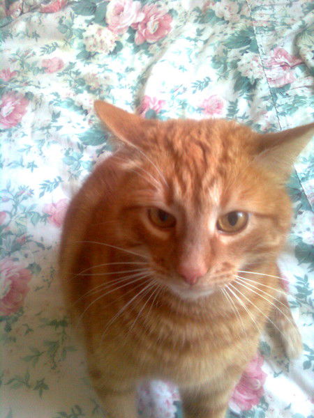 Елена Золотарь