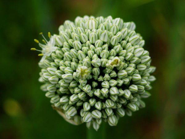 Галина Федорв