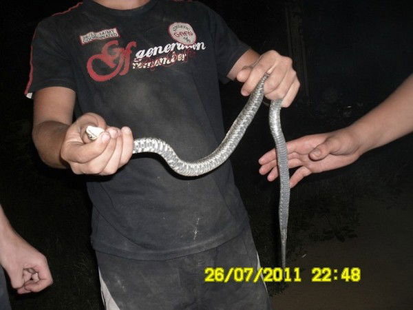 Жора Нагулян