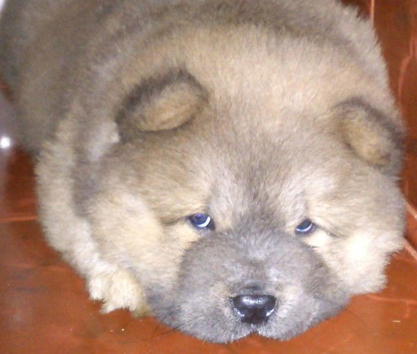 Кыбозя Кыбозин